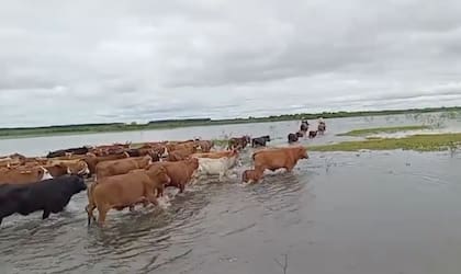 En las islas frente a Goya, Corrientes, los peones trasladan el ganado por bañados y riachos