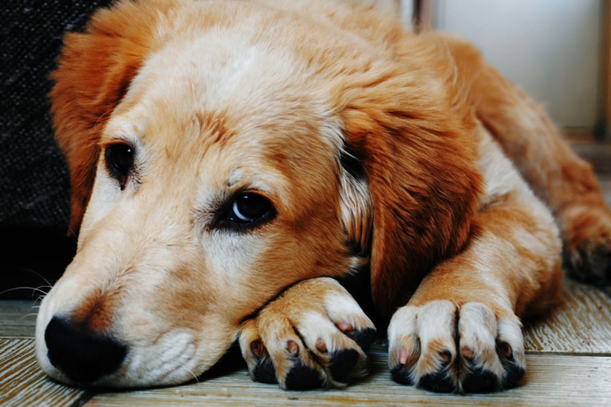 En las mascotas las manifestaciones de la enfermedad suelen ser similares a las del ser humano