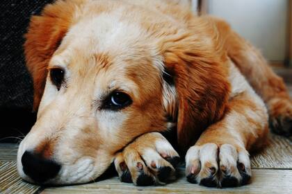En las mascotas las manifestaciones de la enfermedad suelen ser similares a las del ser humano