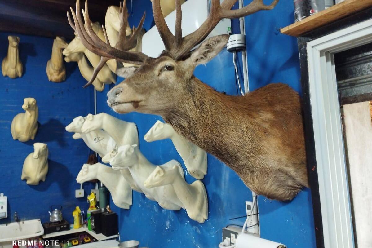 En las paredes del lugar que allanaron había todo tipo de especies exóticas provenientes de América del Norte, Asia y África