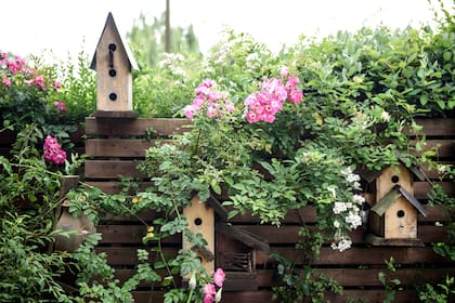 En las pequeñas casitas de pájaros, las rosas también dan la nota: rosa Multiflora ‘Inermis’ y ‘American Pillar’.