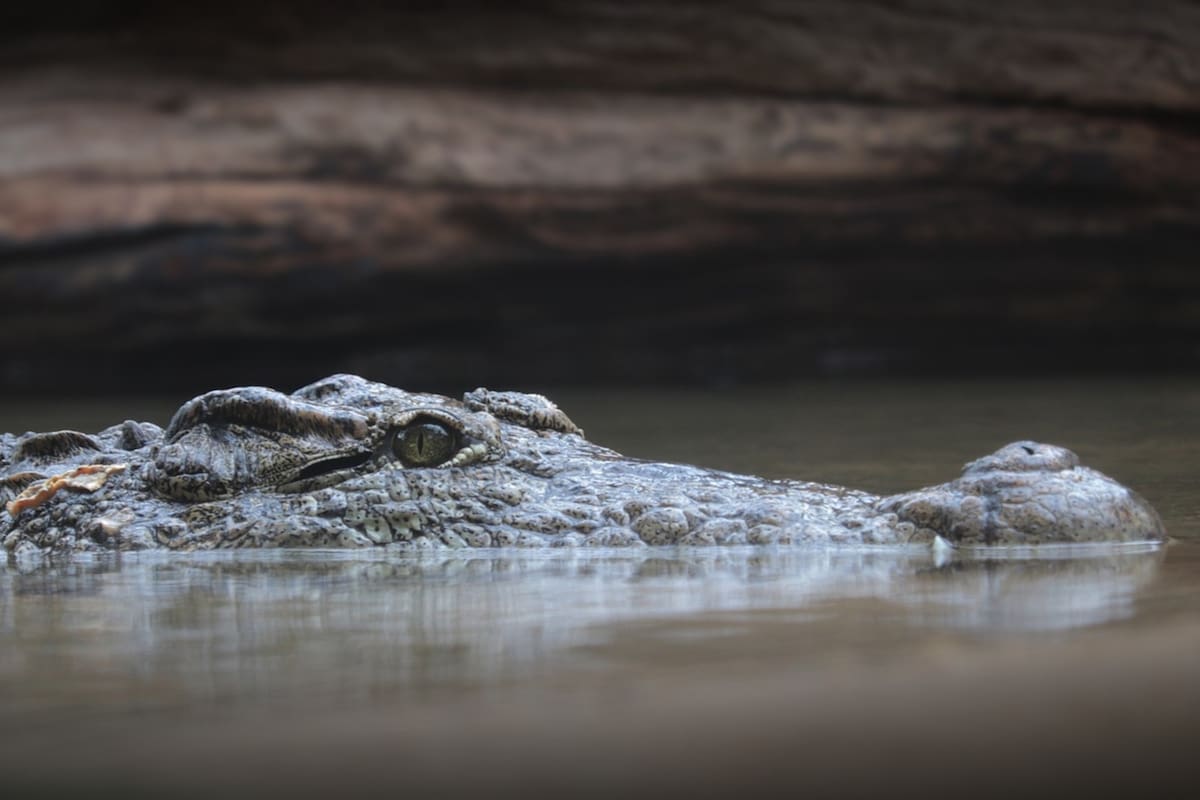 En las playas kenianas, del condado de Siaya, ya hubo varias personas muertas por el ataque de los cocodrilos.