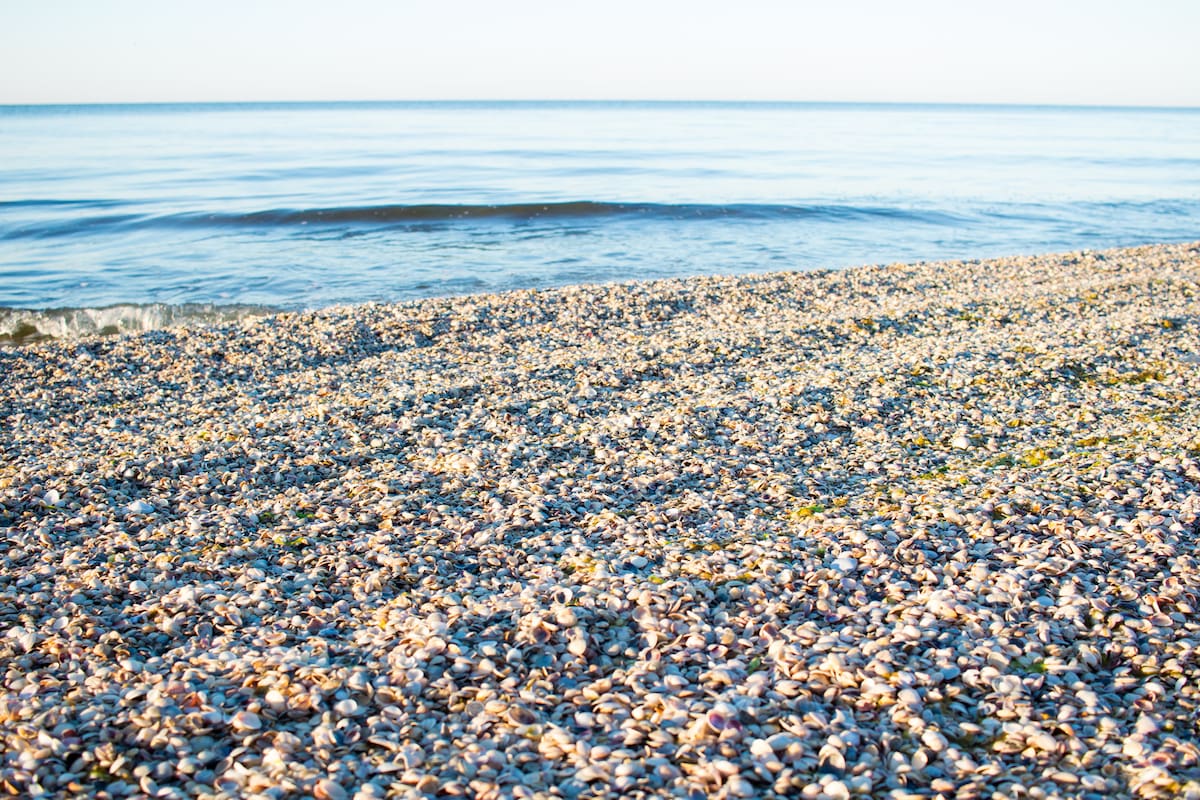 En las playas uruguayas no ocurre lo mismo ya que se respetan los tiempos que las almejas necesitan en playas especiales