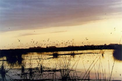 Las reservas naturales y los cuerpos de agua son hábitats ideales para avistar aves