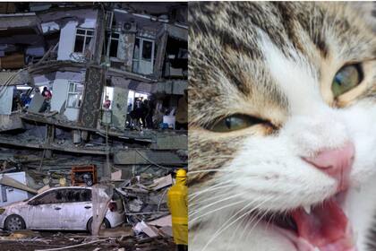 En las redes sociales circulan videos de animales que tuvieron que ser rescatados después del sismo (Foto: EFE / iStock)