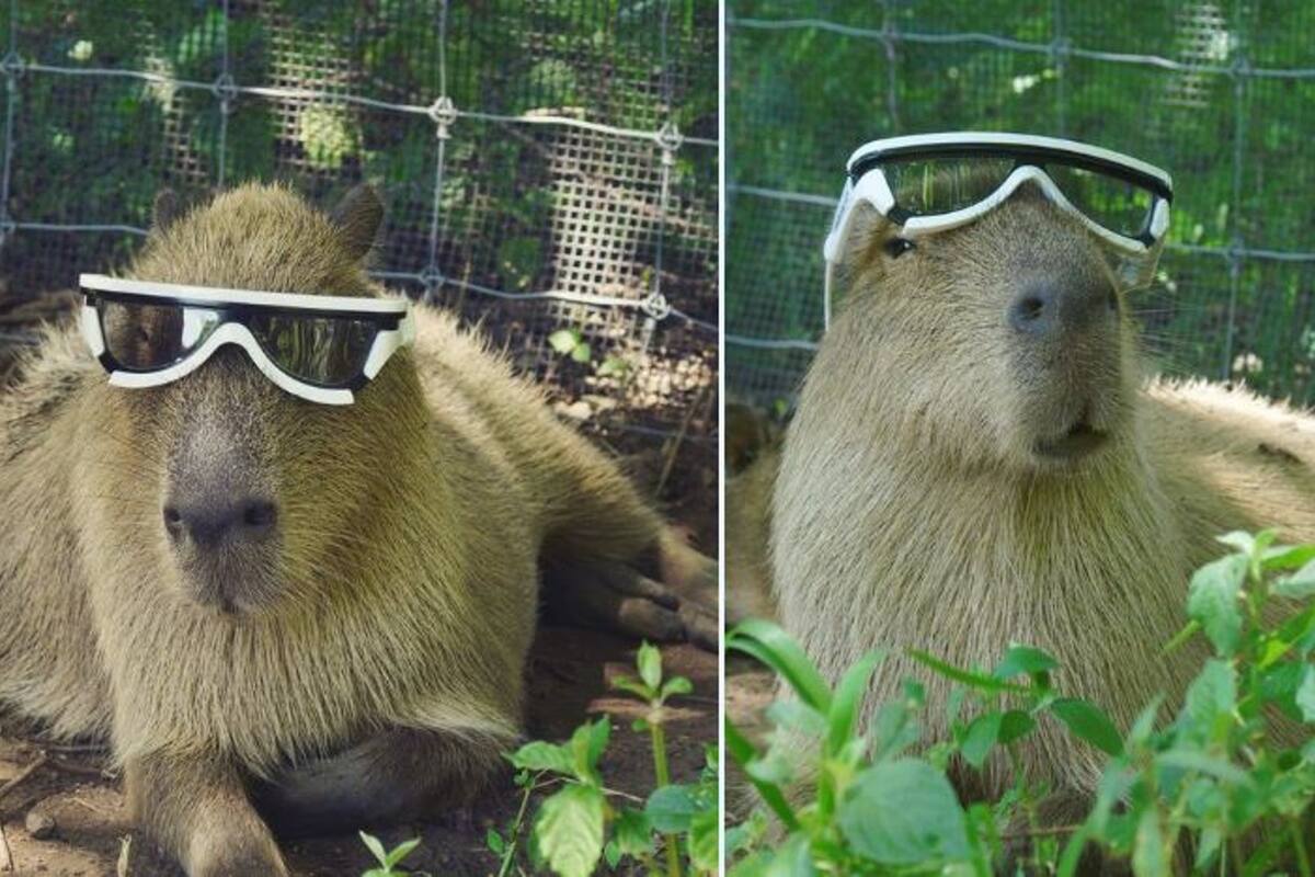 En las redes sociales circularon divertidos memes por la llegada de la primavera