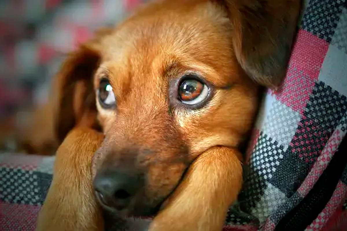 En las redes sociales, un emprendimiento de hospedaje para perros publicó un fuerte mensaje que luego fue repudiado