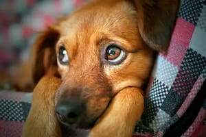 En las redes sociales, un emprendimiento de hospedaje para perros publicó un fuerte mensaje que luego fue repudiado