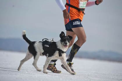 En las Salinas Grandes, a más de 3500 MSNM, Beethoven no se apunó como le sucedió a varios corredores