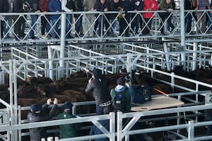 En las subastas se pagó un máximo de 371 pesos por kilo, por un lote de novillitos con 326 kilos de promedio