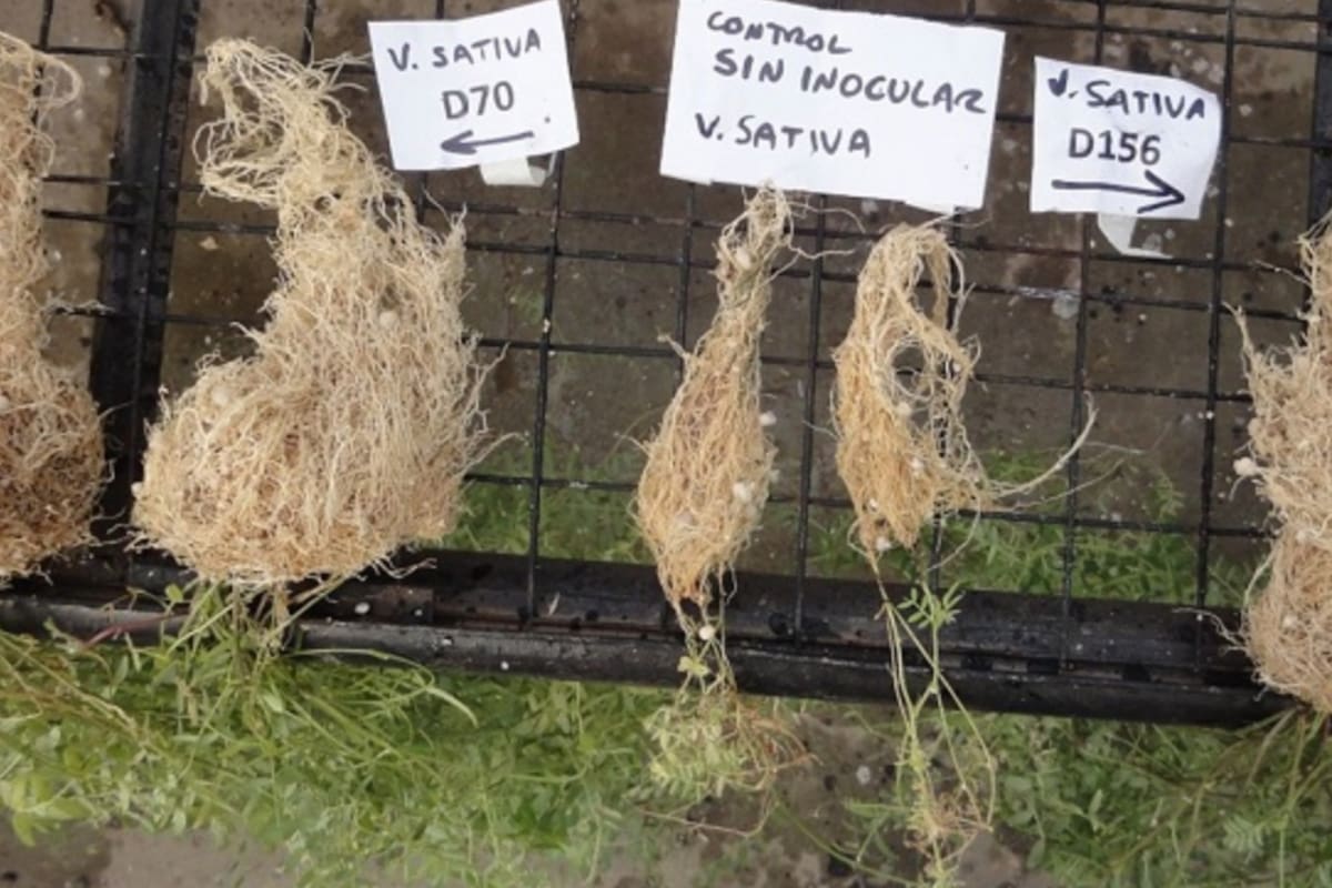 En las últimas campañas, especies de vicia tanto V. villosa como V. sativa encontraron un espacio en los esquemas de rotación agrícola principalmente como cultivos de cobertura o de servicios ecosistémicos o como abonos verdes