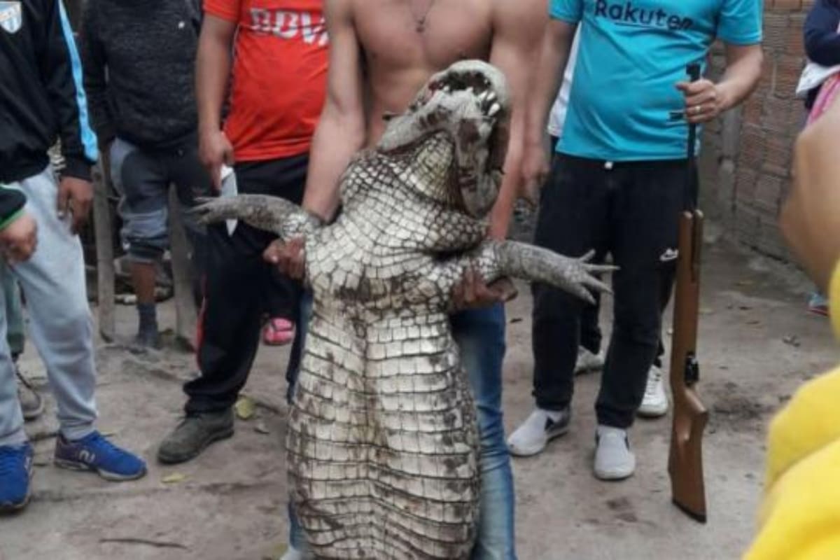 En las últimas horas se viralizaron en redes sociales imágenes y videos del incidente