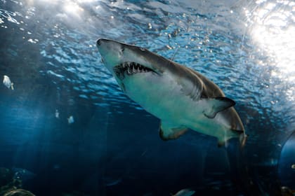 En las últimas semanas se reportaron encuentros con tiburones en playas de Florida y Nueva York (la imagen es ilustrativa)