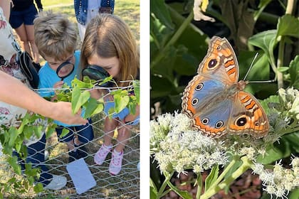 En las visitas guiadas los niños observan cómo las orugas de mariposa se alimentan de las plantas hospederas, de esta manera se genera respeto desde las primeras etapas de vida de las mariposas