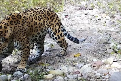 En las yungas jujeñas se estima que viven alrededor de unos 200 ejemplares