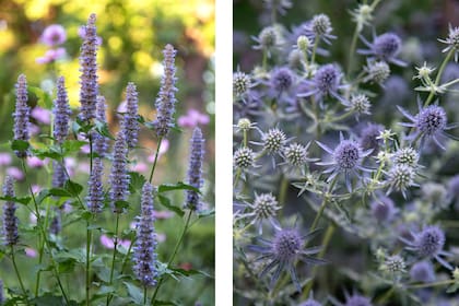En lavanda, Agastache rugosa ‘Liquorice Blue’ y Eryngium planum ‘Blue Glitter’.