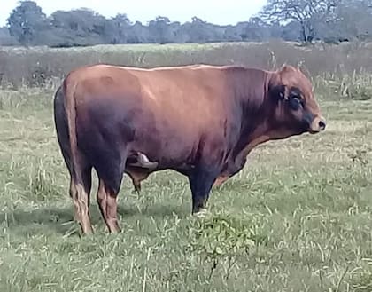 En Leales se desarrollaron dos líneas genéticas: una tradicional, con animales de distintos pelajes como overos y barcinos y con cuernos; y otra mocha, de pelaje castaño uniforme, especialmente seleccionada para cruzamientos y para que no sufran castigos comerciales por el fenotipo
