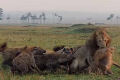 En león estaba a punto de ser vencido por las hienas