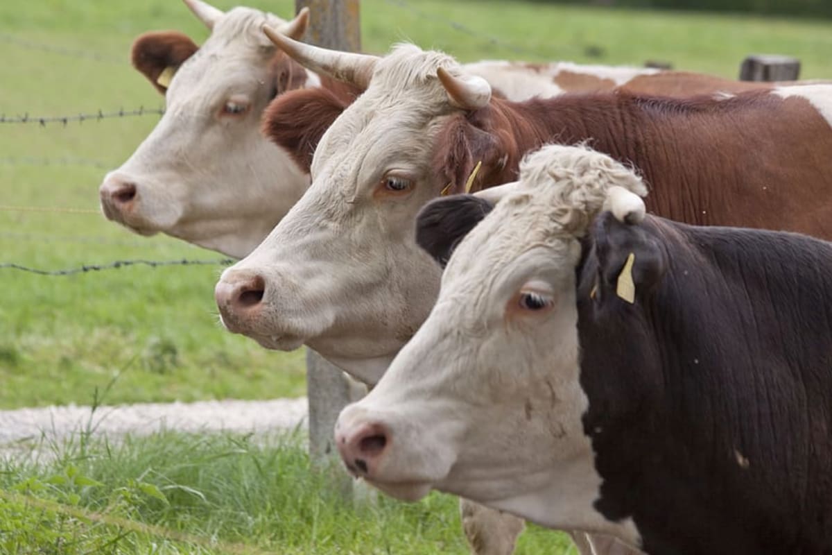 En lo que va del año, se han sacrificado 740.000 hembras más versus 2022