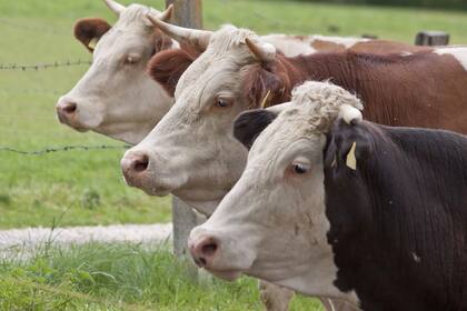 En lo que va del año, se han sacrificado 740.000 hembras más versus 2022