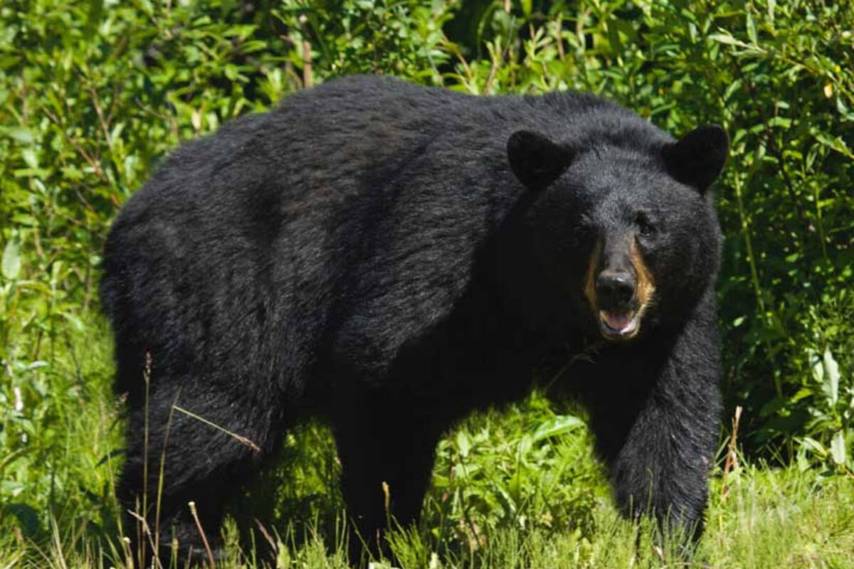 En lo que va del año se registraron más de cien agresiones de osos contra humanos