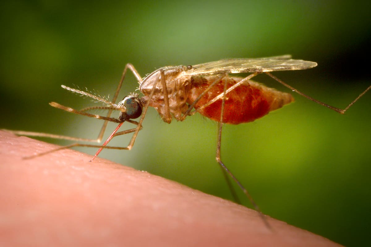 En lo que va del año se reportaron más de 240.000 casos del virus en el mundo