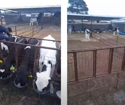 En lo referido a calidad de la leche, es conveniente medir tres parámetros: sólidos totales, lactosa y coliformes