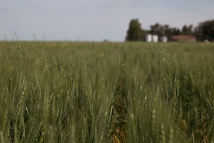 En Loma Brava, desde que cultivan sin agroquímicos, la flora y la fauna autóctonas volvieron