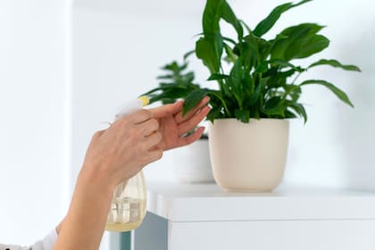 En los ambientes naturales donde crecen las plantas que solemos cultivar en interior, el aire está cerca de su punto de saturación (100% de humedad relativa) y no existe riesgo de desecamiento
