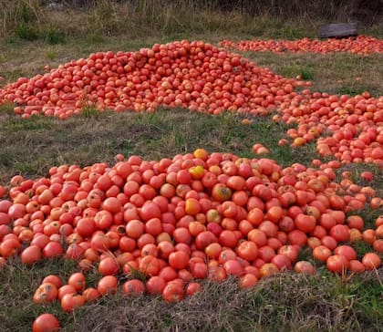 En los bajos de sus chacras, productores dejan tirada la cosecha