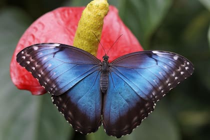 En los cálculos que utilizó Lorenz para su modelo, el trayecto hacia esos puntos creó un patrón que parecía las alas de una mariposa (Foto: Pixabay)