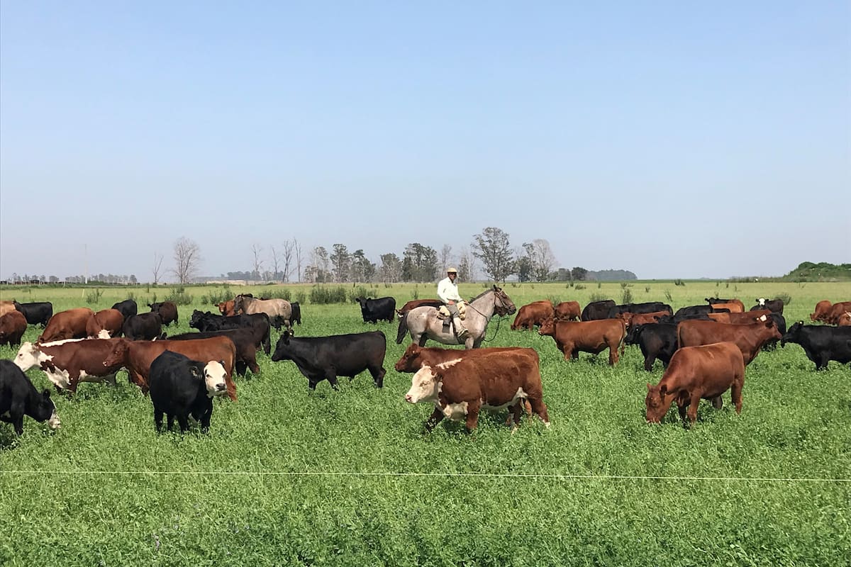 En los campos ganaderos, estos meses los trabajos continúan a buen ritmo