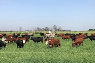 Coronavirus. En primera persona: la rutina impostergable en los campos ganaderos