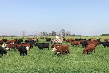 En los campos ganaderos, estos meses los trabajos continúan a buen ritmo