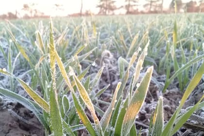 En los ciclos largos, y principalmente los más elegidos esta campaña en la zona, es importante asegurar que cumplan con los requerimientos de horas de frío