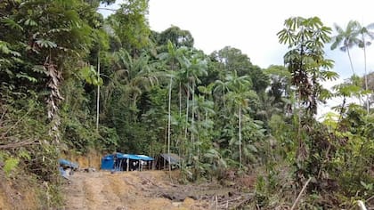 En los claros de la selva suelen trabajar el propietario de las máquinas, los buscadores y un cocinero, que viven en precarias tiendas de lona