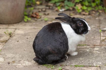 En los espacios exteriores es donde las mascotas entran en contacto con los animales salvajes