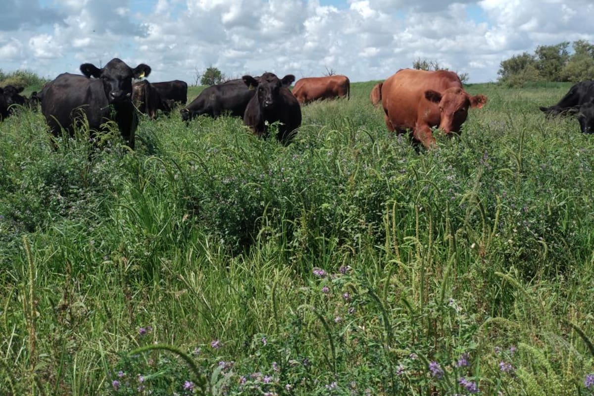 En los establecimientos hacen ganadería regenerativa en Pastoreo Racional Voisin (PVR)
