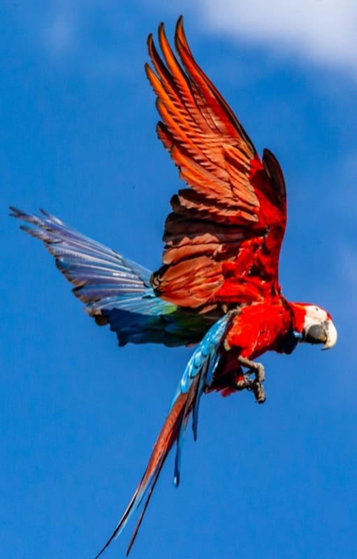 En los Esteros del Iberá se lleva adelante un proyecto para reintroducir guacamayos rojos, una especie extinta en la Argentina