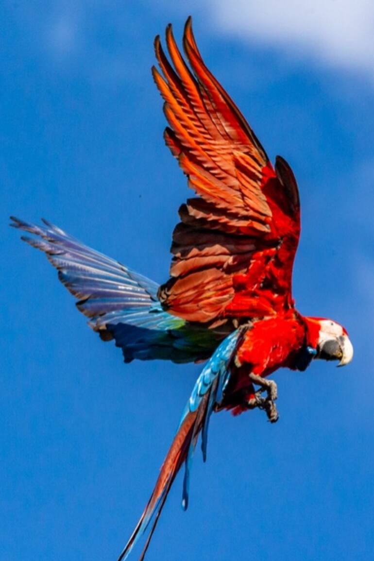 En los Esteros del Iberá se lleva adelante un proyecto para reintroducir guacamayos rojos, una especie extinta en la Argentina