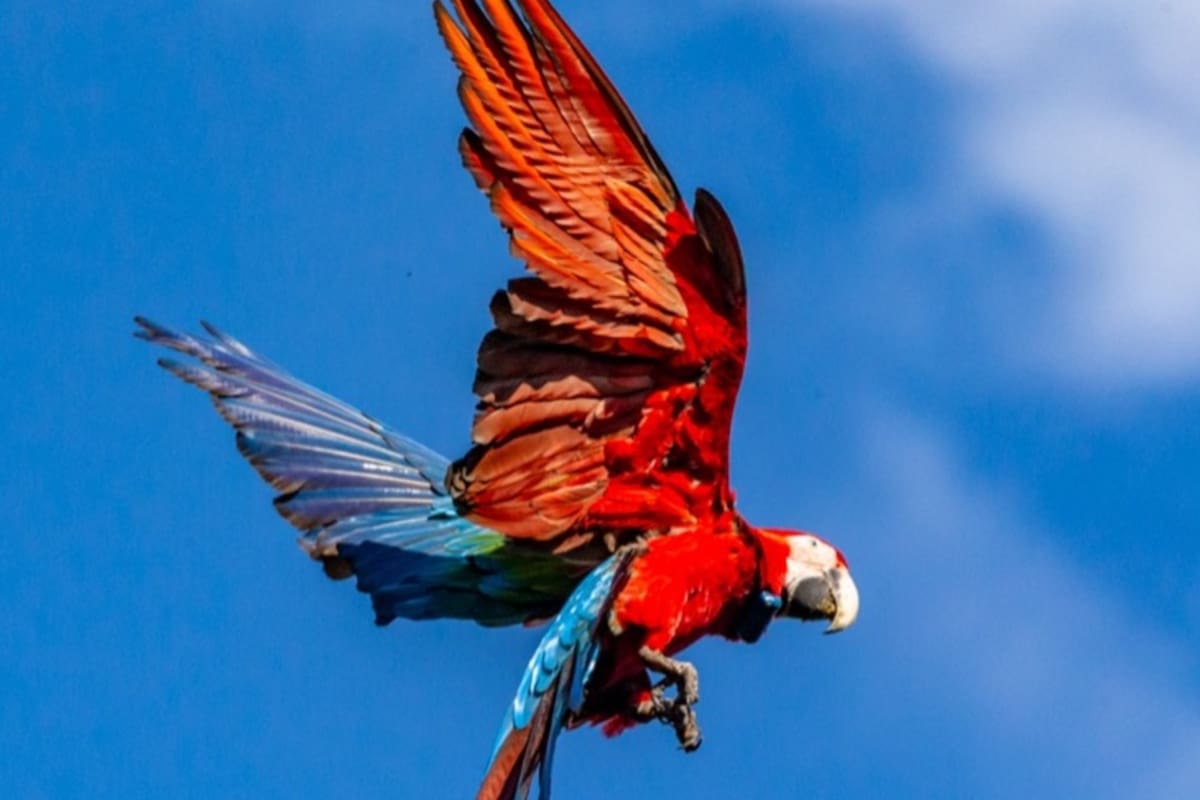 En los Esteros del Iberá se lleva adelante un proyecto para reintroducir guacamayos rojos, una especie extinta en la Argentina