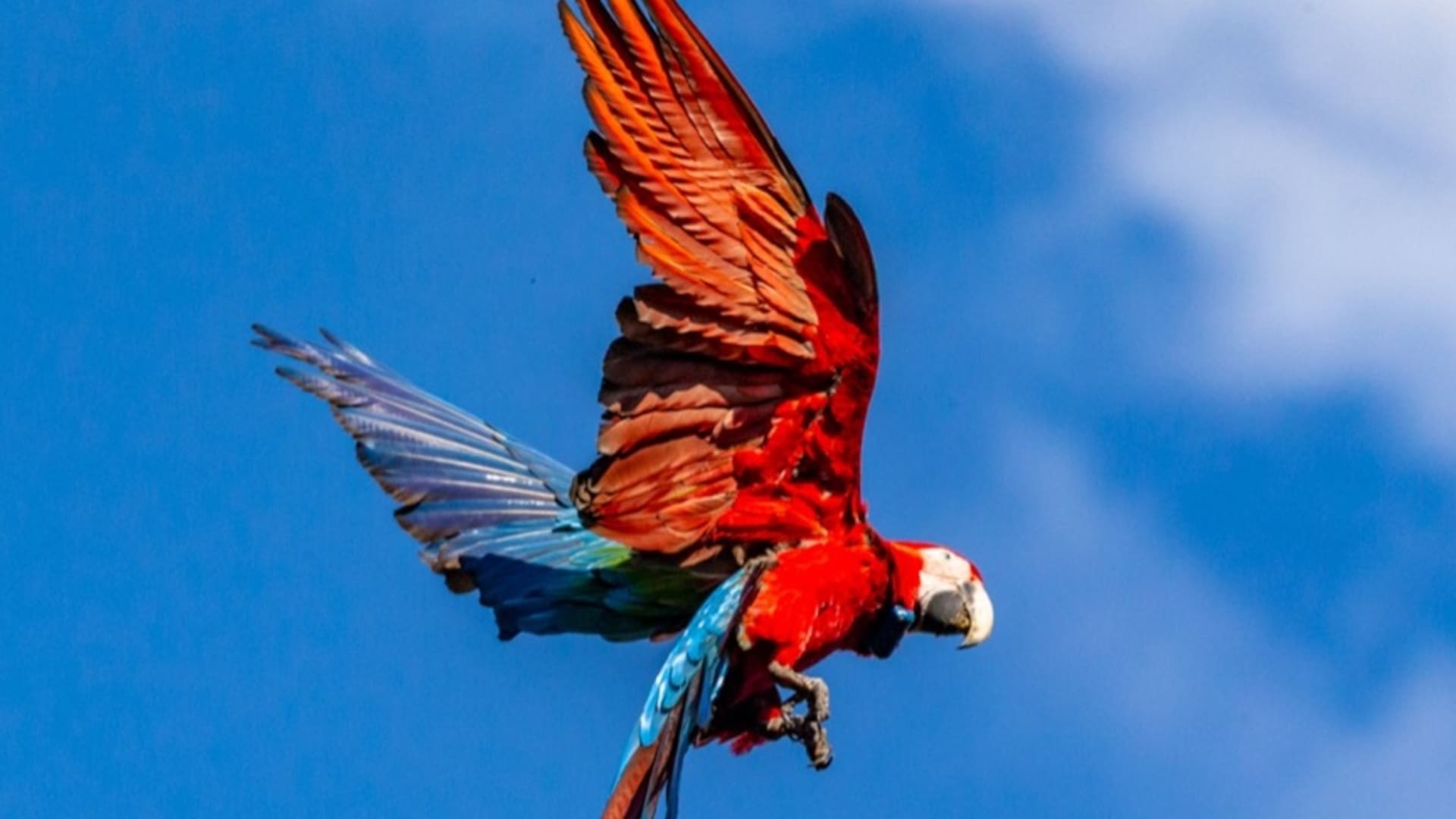 En los Esteros del Iberá se lleva adelante un proyecto para reintroducir guacamayos rojos, una especie extinta en la Argentina