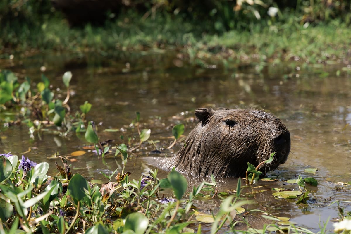 En los Esteros del Iberá, también existe hoy una superpoblación de carpinchos