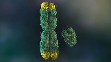 En los hombres, el cromosoma Y es más pequeño que el X y porta menos genes