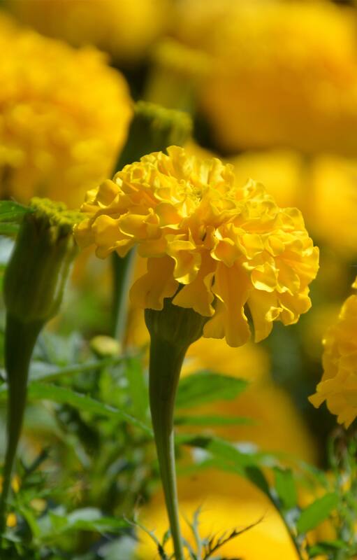 En los jardines, en la huerta y hasta como malezas nos rodean muchas plantas medicinales. Para uso externo o en infusiones, tienen efectos benéficos para nuestra salud, pero debemos conocer su acción terapéutica y respetar las dosis indicadas.