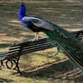 Leyendas, mitos y curiosidades de los pavos reales que lucían su plumaje en las antiguas estancias
