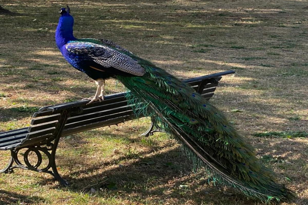 En los jardines y parques de las estancias el pavo real era una presencia cotidiana. Emiliano Tagle