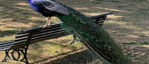 Leyendas, mitos y curiosidades de los pavos reales que lucían su plumaje en las antiguas estancias