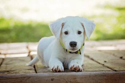 En los perros, este síndrome no implica una enfermedad cardíaca directa como en los humanos