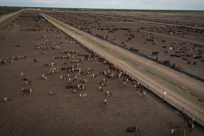 En Los Pozos, Cresud tiene 240.000 hectáreas propias